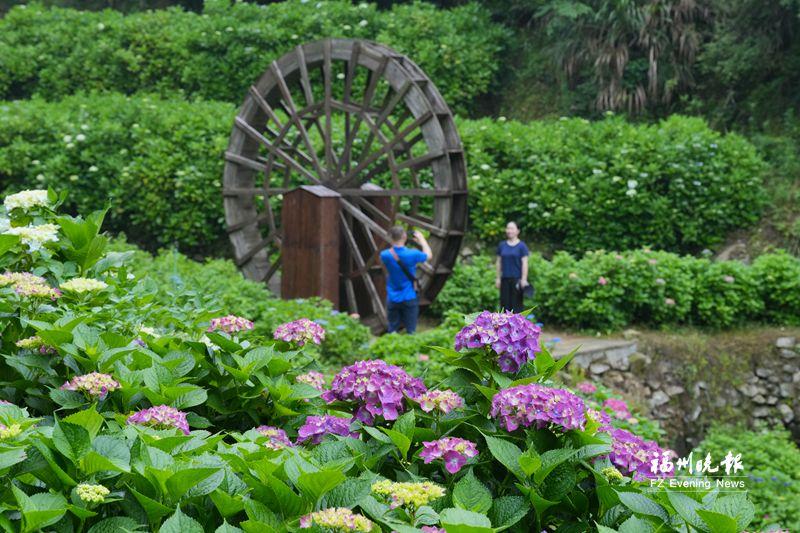 鼓岭绣球花开 绚烂花海迎客