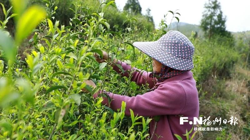 永泰岭路乡茶产业蓬勃发展 高山野生茶成致富“金叶子”