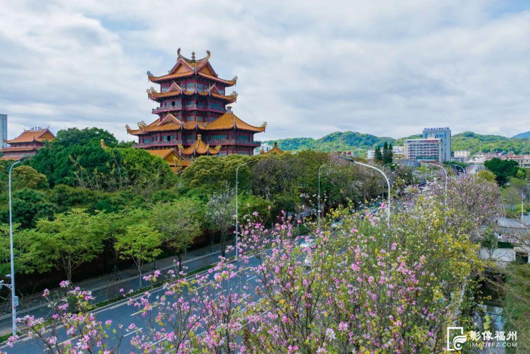火了！福州这些“花路”，看了会让人心情变好！