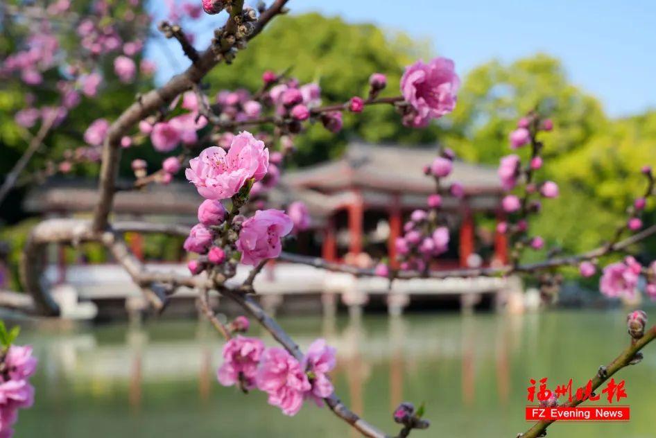 太美了！福州多处正盛放！地铁直达