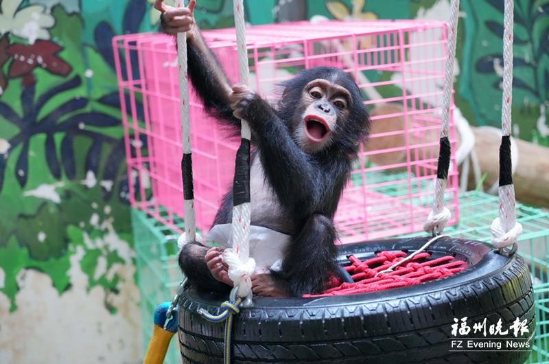 首只在福州出生的黑猩猩“福星”将迎来周岁生日