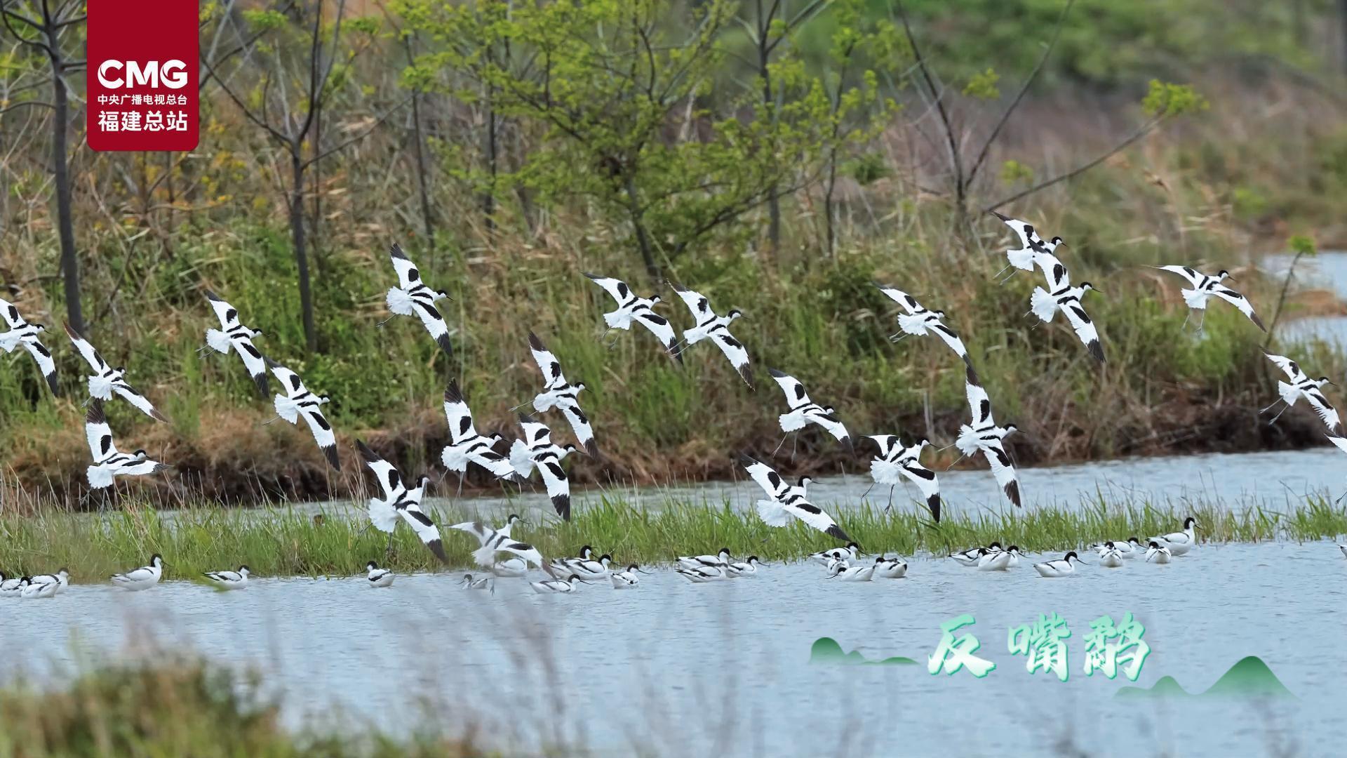 春日里的福建｜春天能在闽江河口湿地遇到什么鸟？