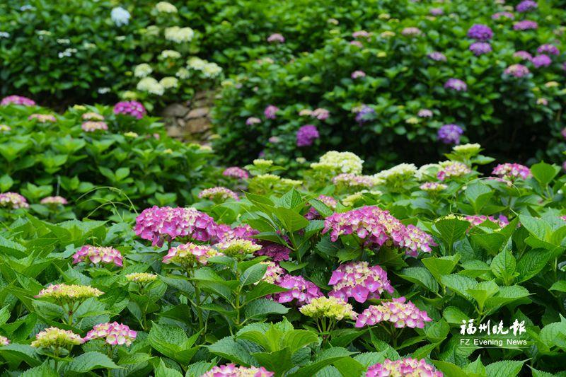 鼓岭绣球花开 绚烂花海迎客