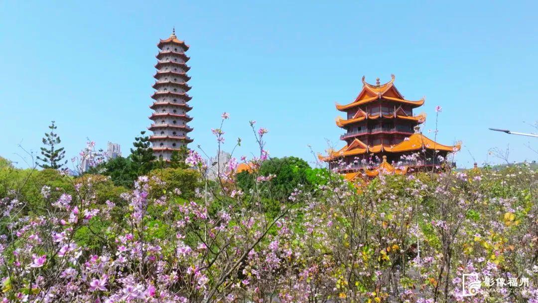 火了！福州这些“花路”，看了会让人心情变好！