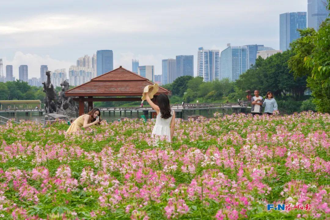 1.5万㎡！福州花海公园再添新景！