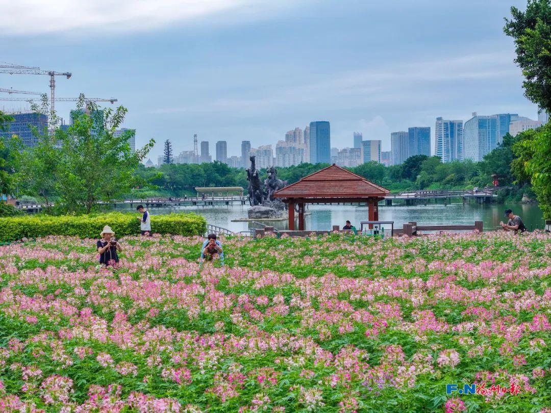 1.5万㎡！福州花海公园再添新景！