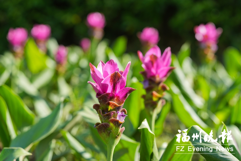 福州花海公园姜荷花盛放