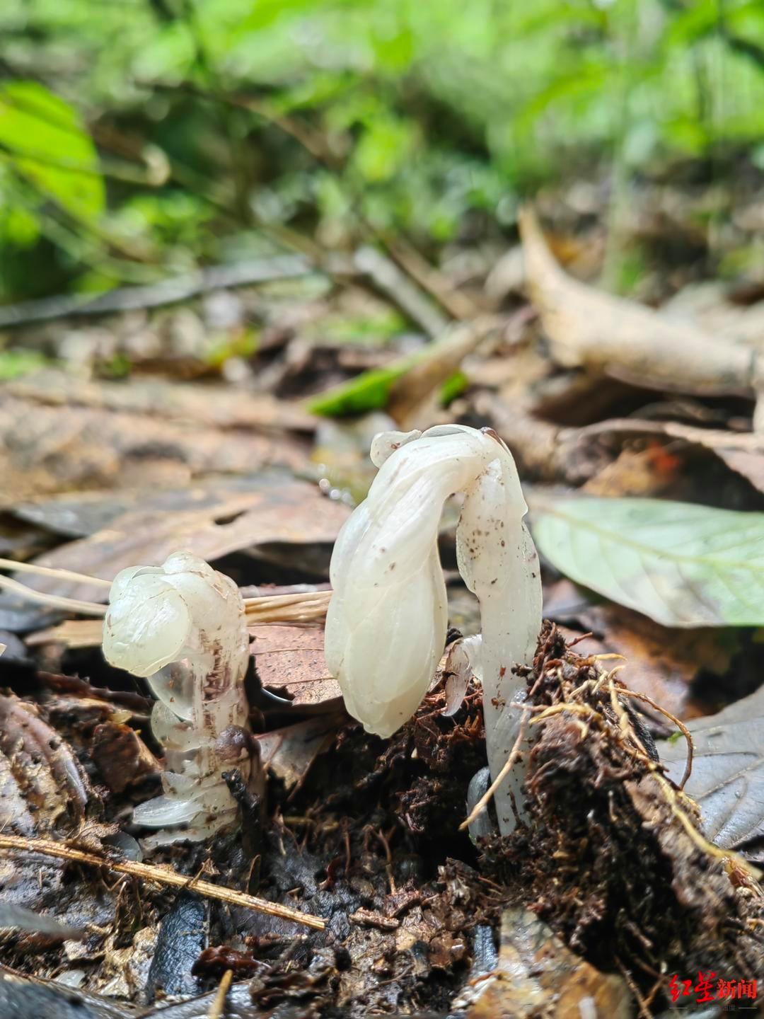 哀牢山发现7株“冥界之花”