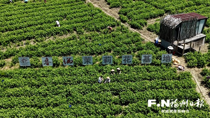 2025福州（永泰）茉莉花丰收季活动举行
