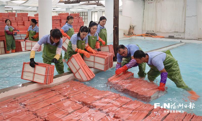 连江30万片海带苗开始育苗 首批国庆后“北上安家”