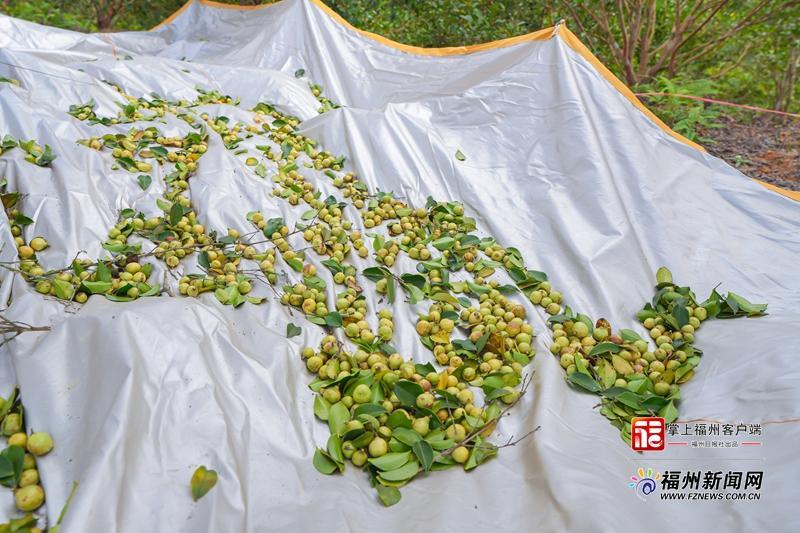 山海来讯|振动声起,金果满筐!福州油茶跳起“机械舞” 山海来讯|振动声起,金果满筐!福州油茶跳起“机械舞”