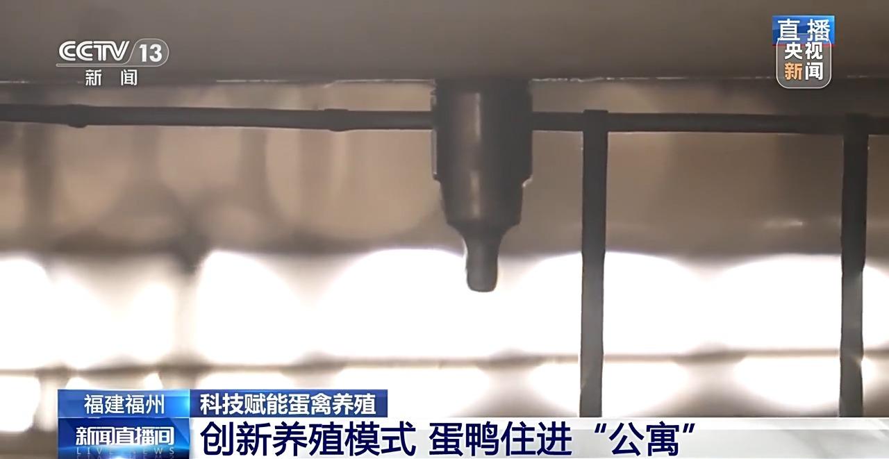 央视关注福州：国外鸡蛋价格飞涨 我们的蛋价为何稳得住