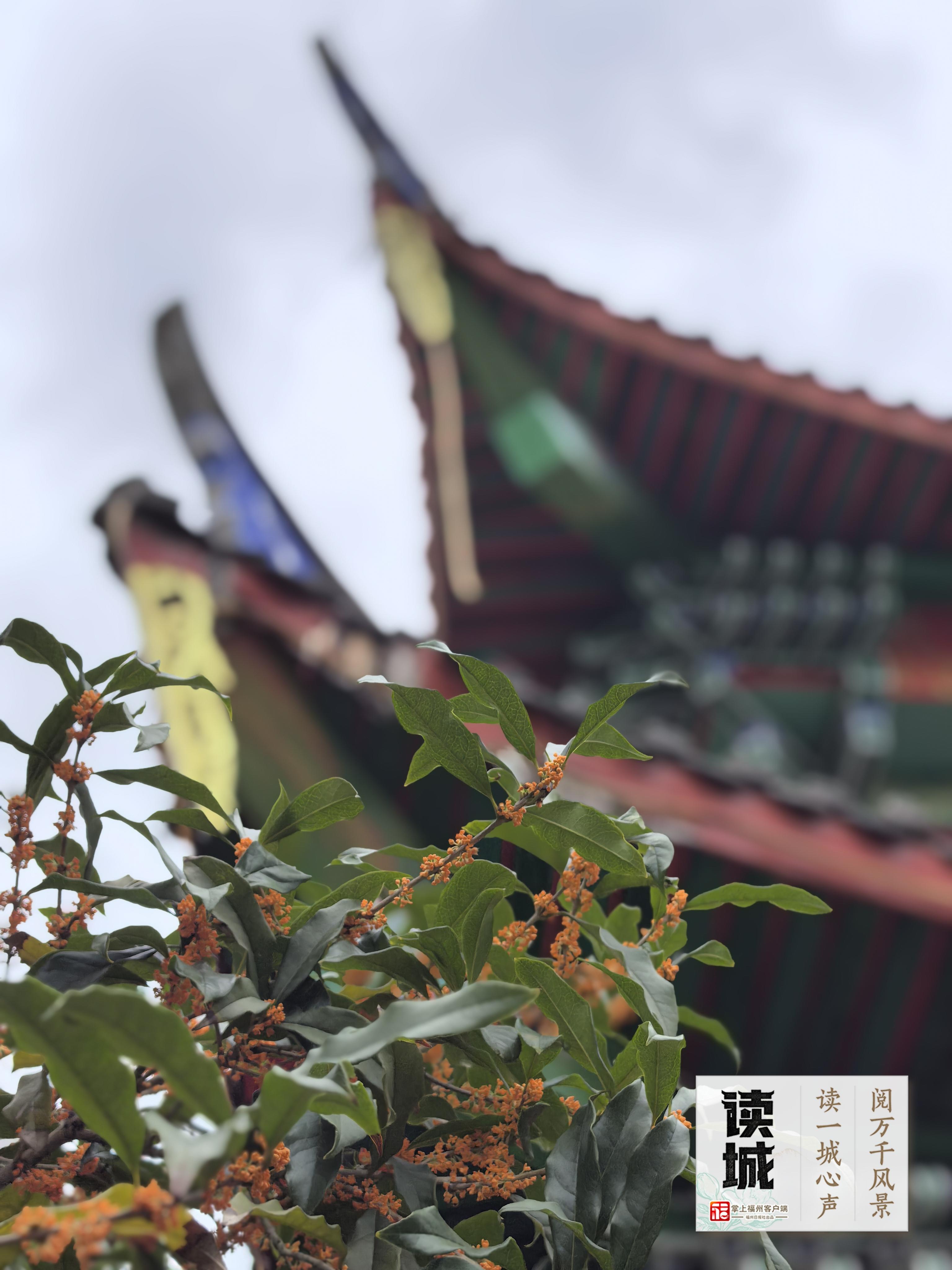 读城 | 久等了!福州秋日的第一缕桂香! 读城 | 久等了!福州秋日的第一缕桂香!
