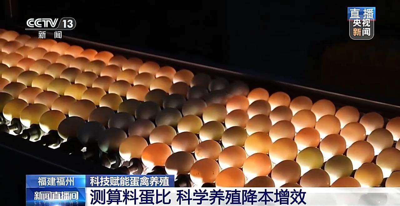 央视关注福州：国外鸡蛋价格飞涨 我们的蛋价为何稳得住