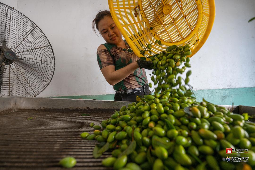 县在发生|从1.7→4.5!闽清“绿宝贝”打赢了一场“价格逆袭战” 县在发生|从1.7→4.5!闽清“绿宝贝”打赢了一场“价格逆袭战”