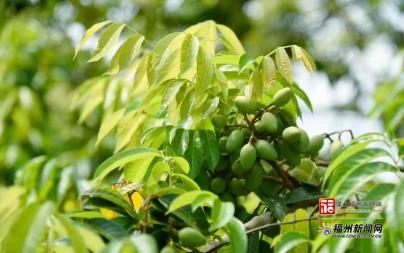 县在发生|从1.7→4.5!闽清“绿宝贝”打赢了一场“价格逆袭战” 县在发生|从1.7→4.5!闽清“绿宝贝”打赢了一场“价格逆袭战”