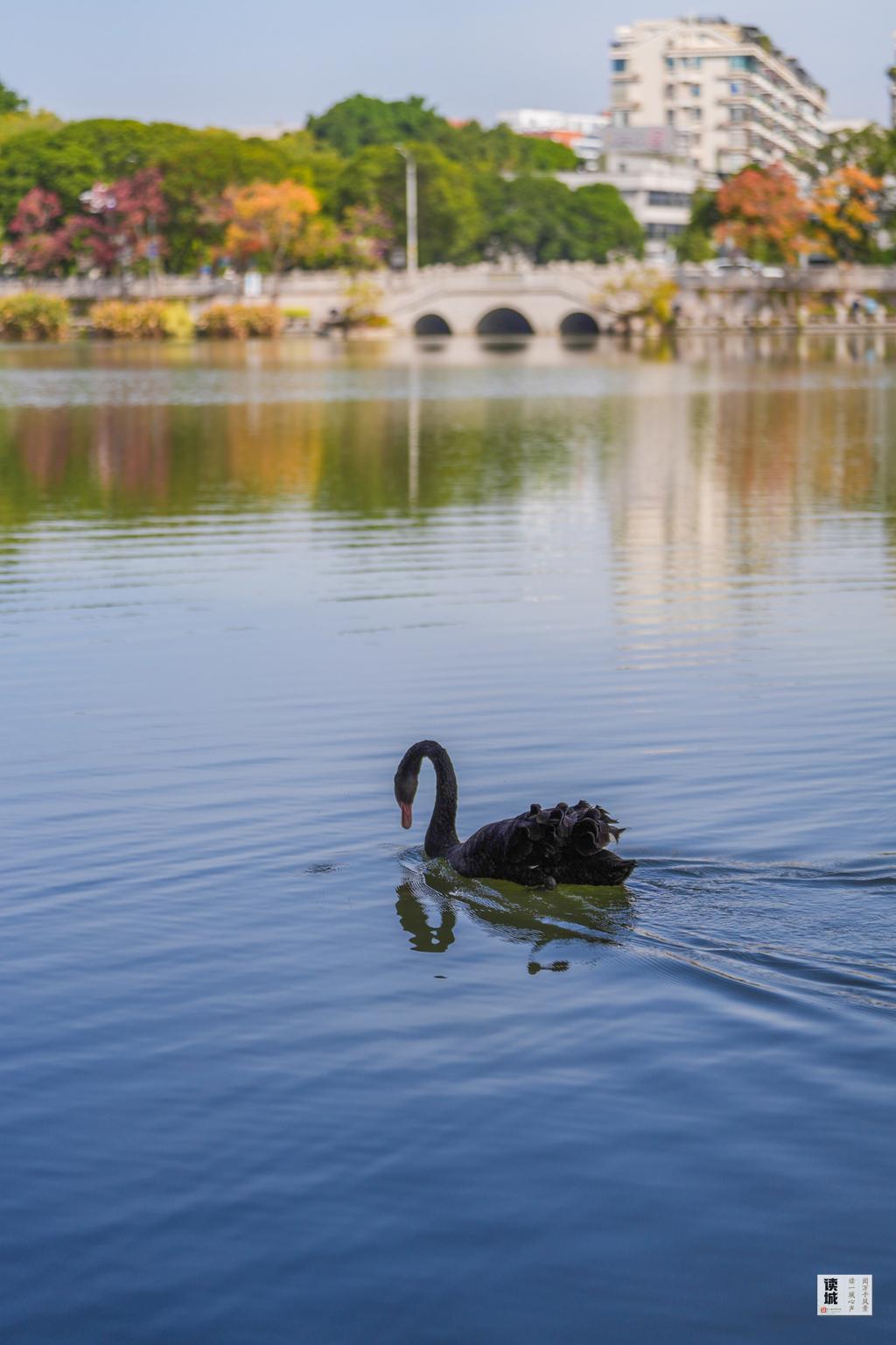读城｜鹅鹅鹅！福州公园“顶流家族”又将