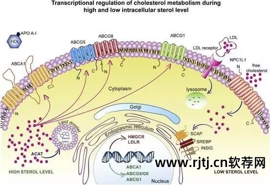 图片表格制作软件_制作列表的软件_做图片列表的软件