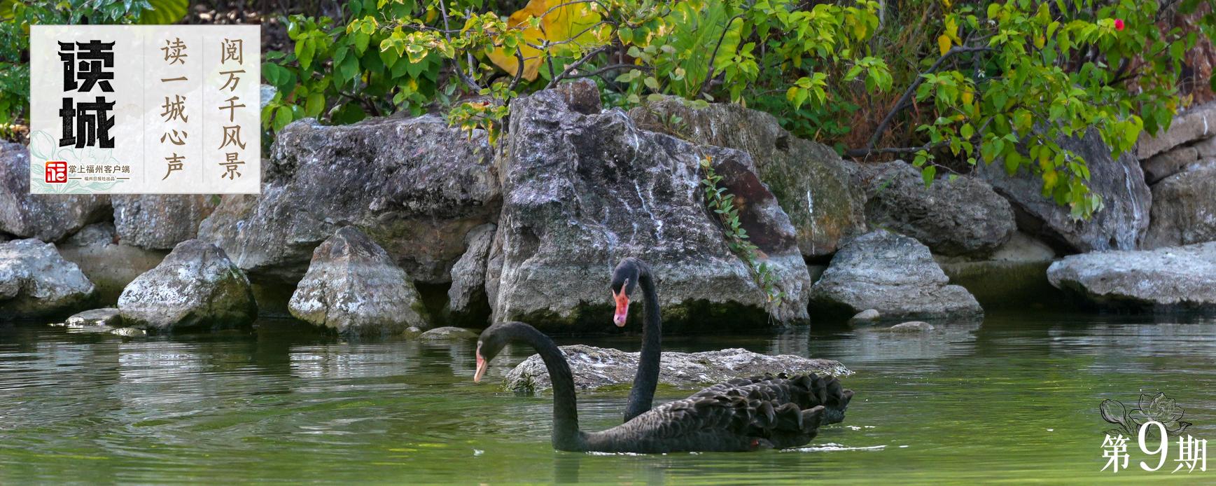 读城｜鹅鹅鹅！福州公园“顶流家族”又将
