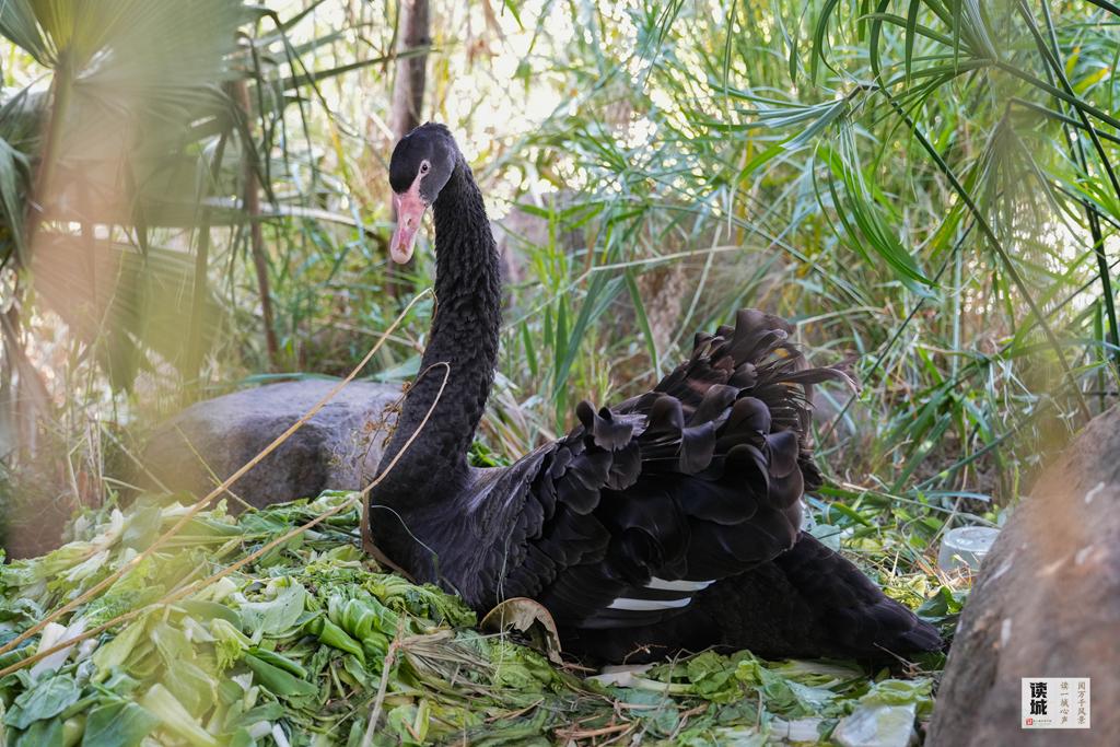 读城｜鹅鹅鹅！福州公园“顶流家族”又将