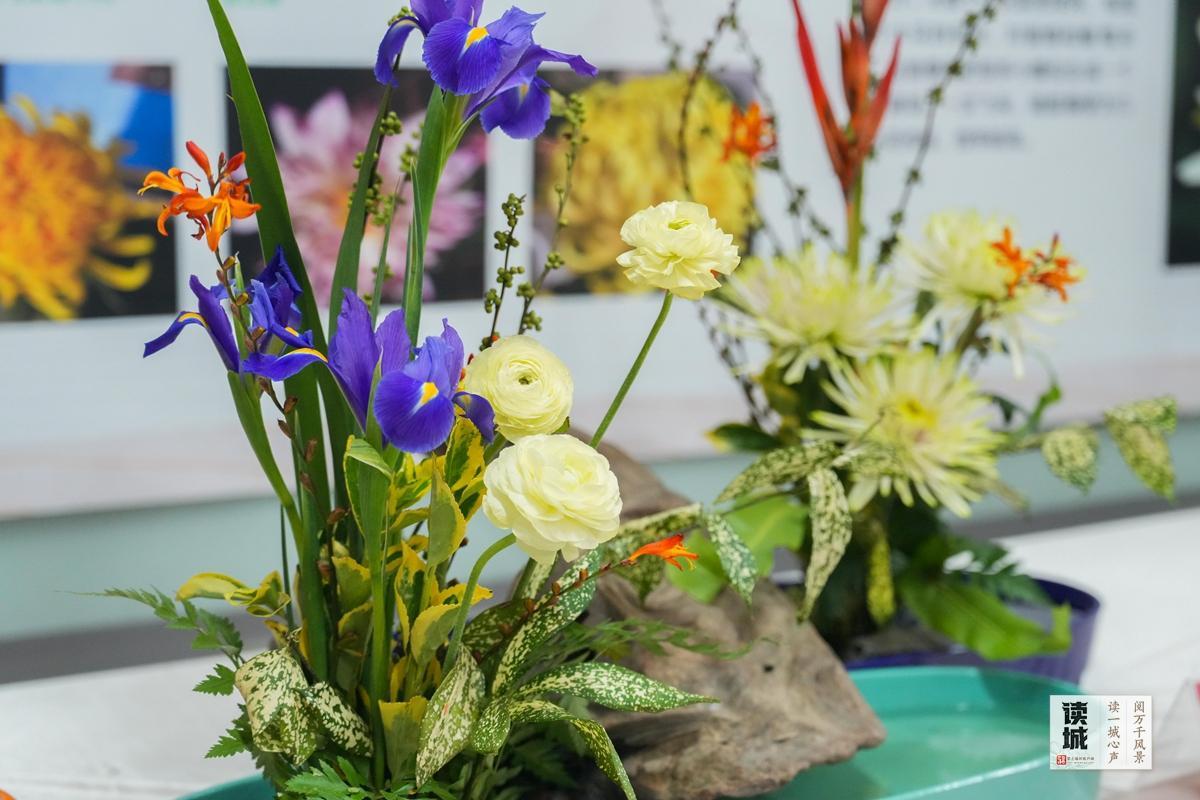 读城｜小雪时节醉花香！晋安河畔这场菊展和朱熹有关……