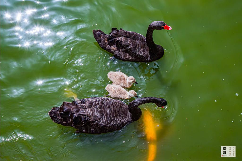 读城｜鹅鹅鹅！福州公园“顶流家族”又将