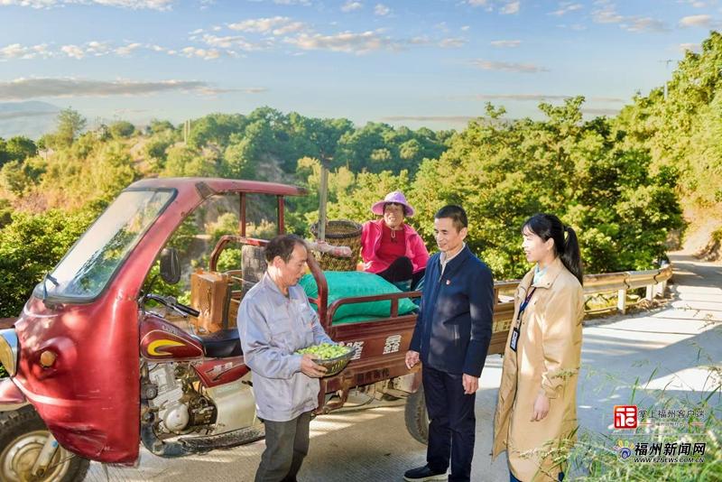 县在发生|从1.7→4.5!闽清“绿宝贝”打赢了一场“价格逆袭战” 县在发生|从1.7→4.5!闽清“绿宝贝”打赢了一场“价格逆袭战”