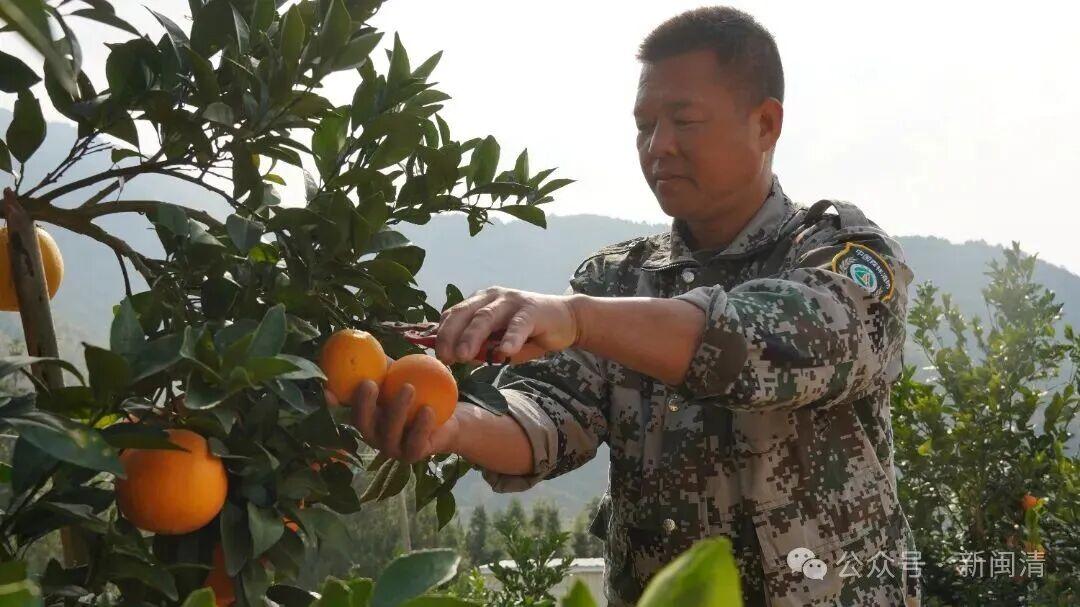 “橙”意满满盼客来!闽清桔林乡脐橙期待拓宽销路 “橙”意满满盼客来!闽清桔林乡脐橙期待拓宽销路