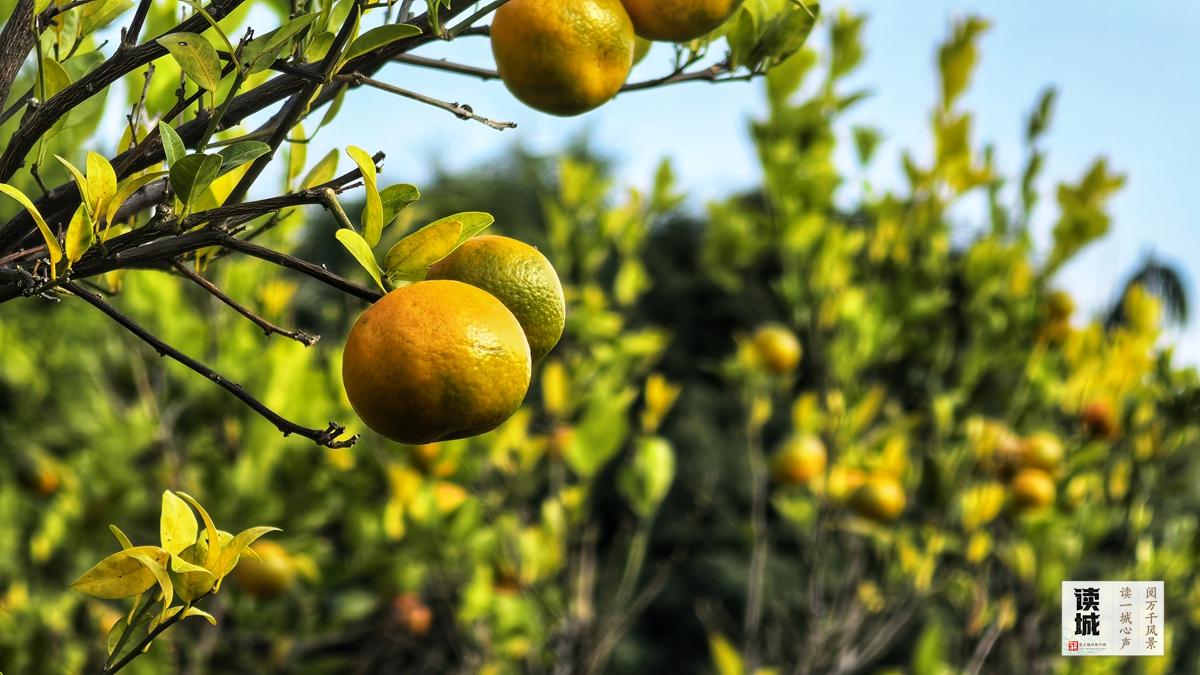 读城|闽江两岸橘子红了,那是福州的冬日乡愁 读城|闽江两岸橘子红了,那是福州的冬日乡愁