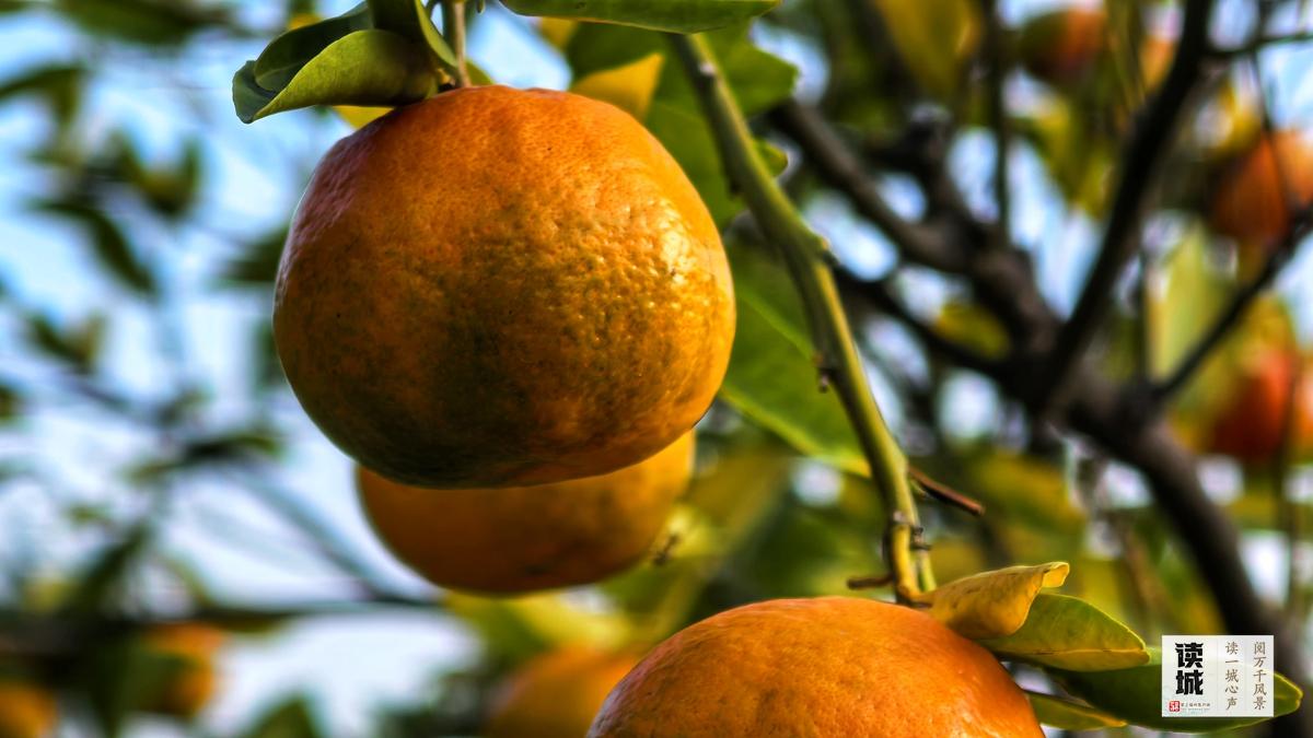 读城|闽江两岸橘子红了,那是福州的冬日乡愁 读城|闽江两岸橘子红了,那是福州的冬日乡愁