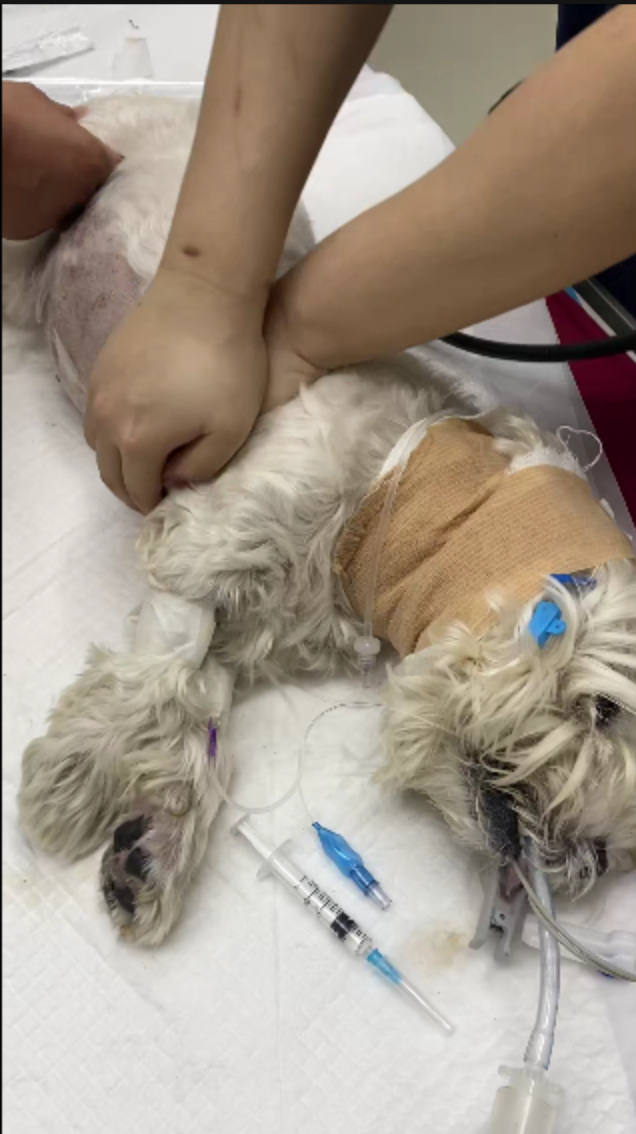 男子投毒致9只宠物狗死亡，因投放危险物质罪获刑4年！狗主人：还将起诉涉事小区物业