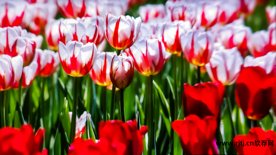 3d电影播放器软件_3d电影播放器哪种好_3d电影播放器设备