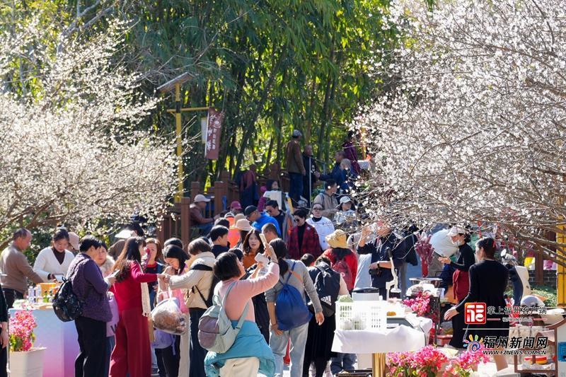 县在发生｜一朵花=10亿产业！永泰梅花的“致富密码”藏不住了