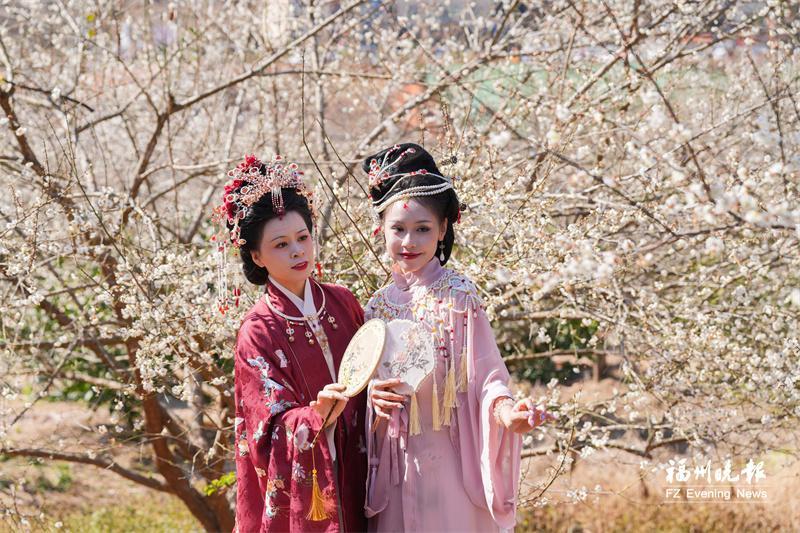 永泰：李梅之乡 冬来飞“雪”