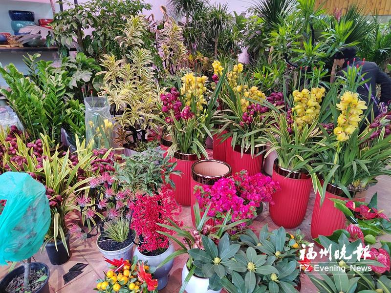 年宵花迎来销售高峰 年轻消费群体青睐新“花样”