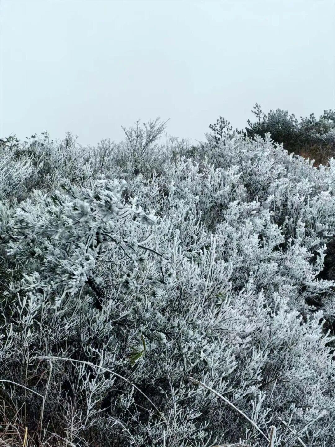 绝美!福建多地迎来2026年首场雾凇! 绝美!福建多地迎来2026年首场雾凇!