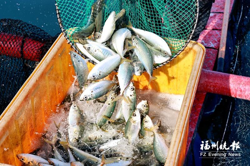 央视关注福州“年鱼经济”：连江巴浪鱼丰收上市