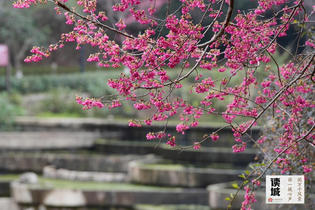 读城｜山樱花开报春归！快来福州赴一场烂漫之约