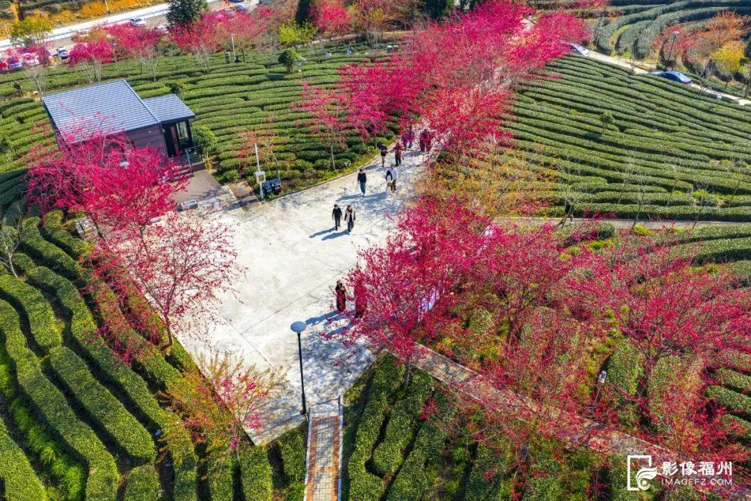 福州的春天，是樱花味的~