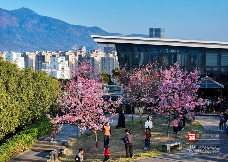 春日限定！福州金鸡山公园新品种樱花惊艳绽放