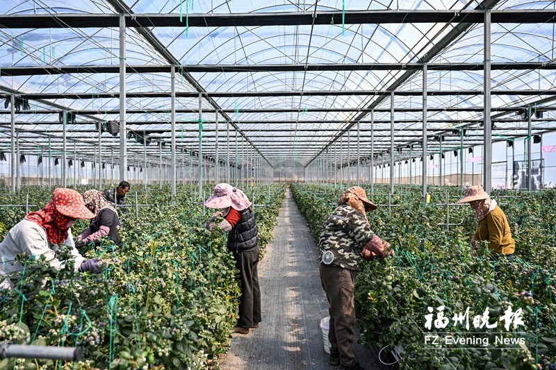 福清江南村：红色热土“莓”景如画