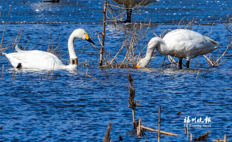 小天鹅“古田乐”现身包头 福州包头两地人员联动守护 小天鹅“古田乐”现身包头 福州包头两地人员联动守护