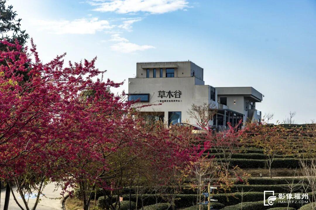 福州的春天，是樱花味的~