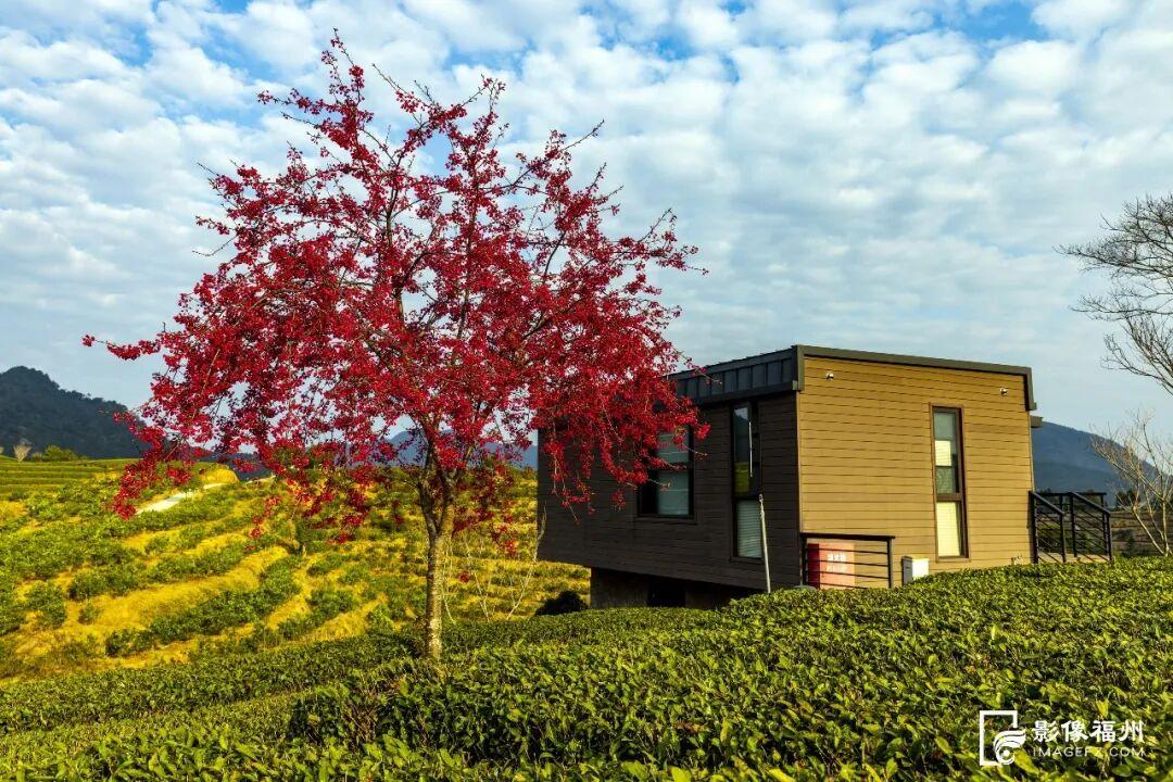 福州的春天，是樱花味的~