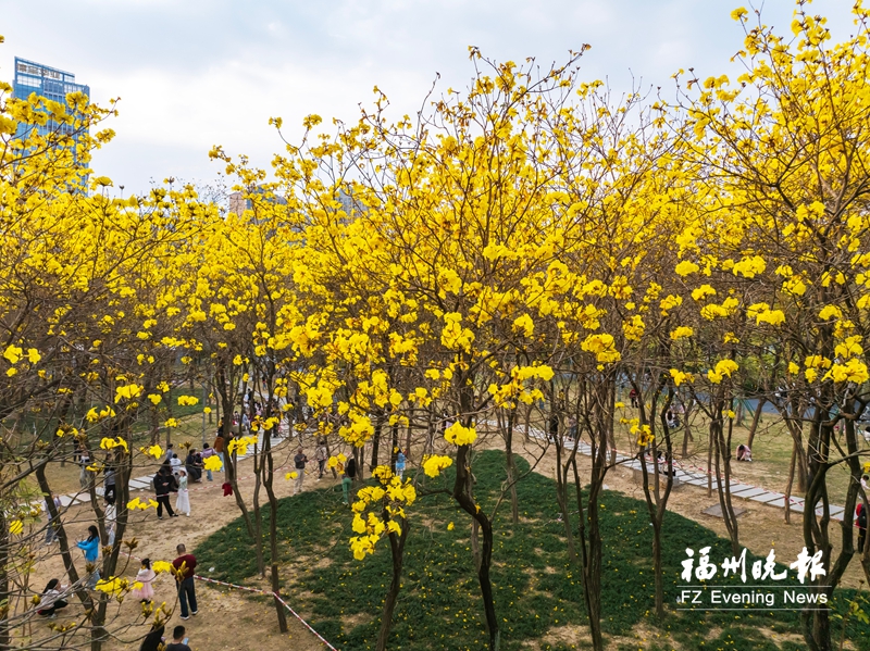 仓山：黄色“风铃”挂枝头