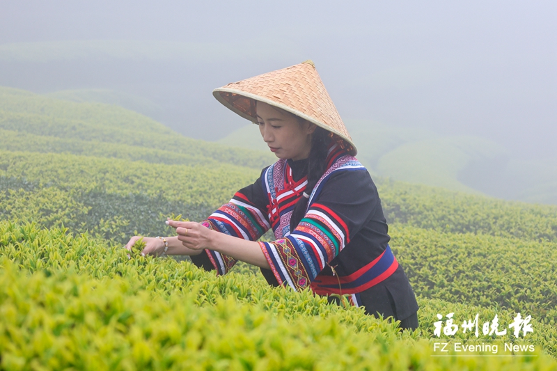 “云上茶乡”开采明前茶