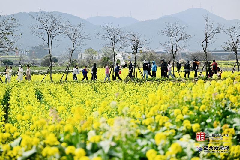 福州新区（长乐区）罗联乡油菜花文旅季活动启动