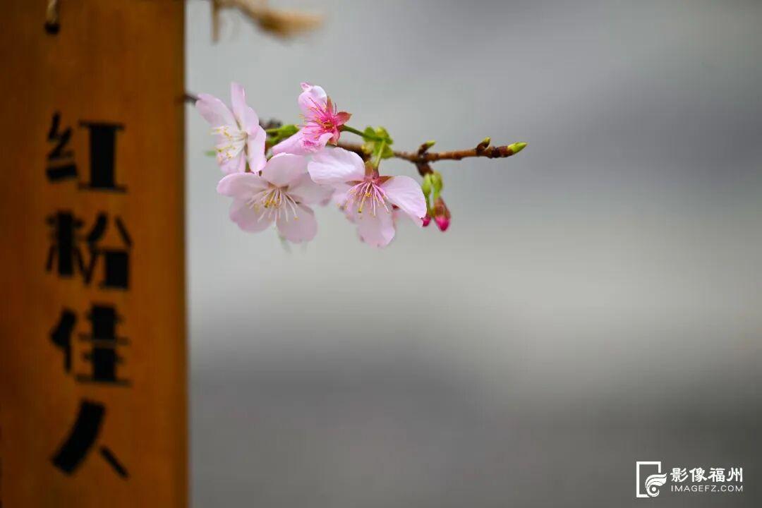 福州的春天，是樱花味的~