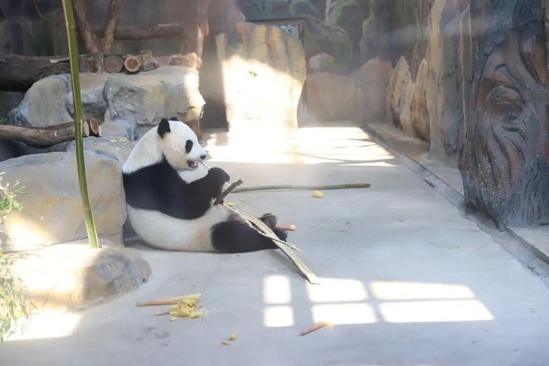 福州大熊猫有口福！闽侯这片竹林专供“国宝口粮”