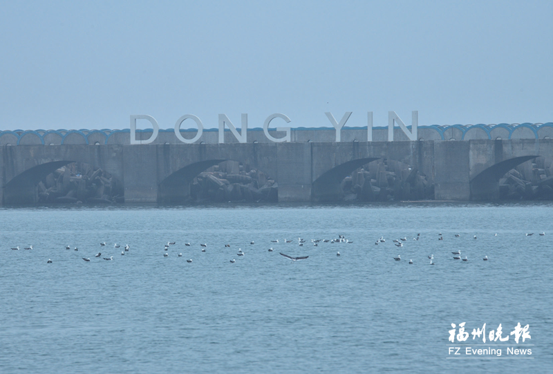 马祖东引迎来赏鸥好时节 马祖东引迎来赏鸥好时节